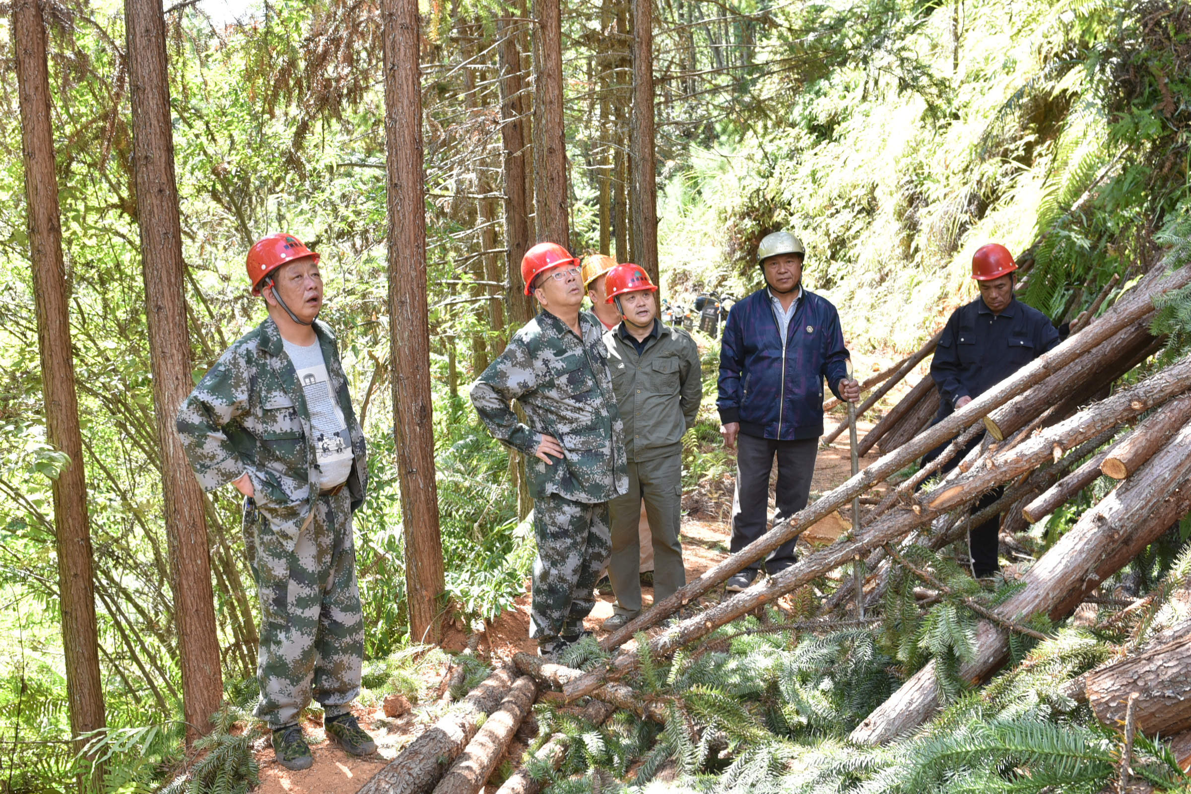 福建金森林長(zhǎng)深入開展巡林督導(dǎo)工作