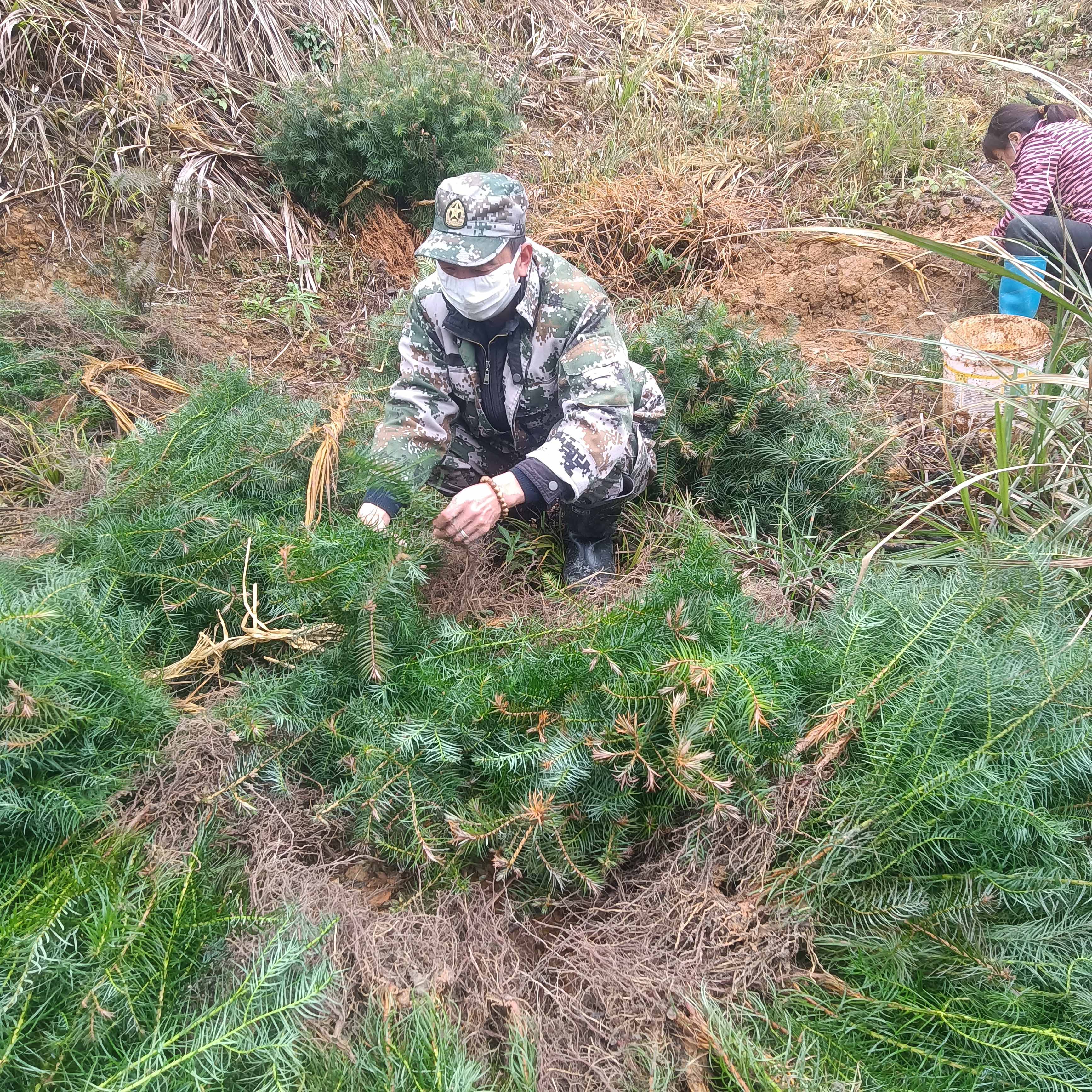 春風(fēng)拂綠，萬象更新，植樹造林正當(dāng)時